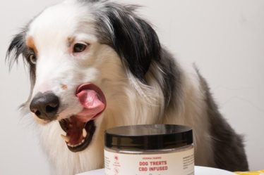 CBD calming chews for dogs