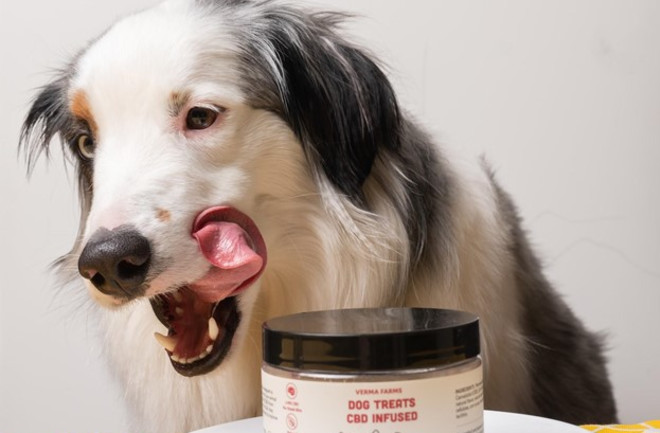 CBD calming chews for dogs